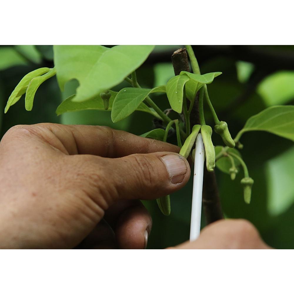 Cây giống na dai thơm ngon trái to