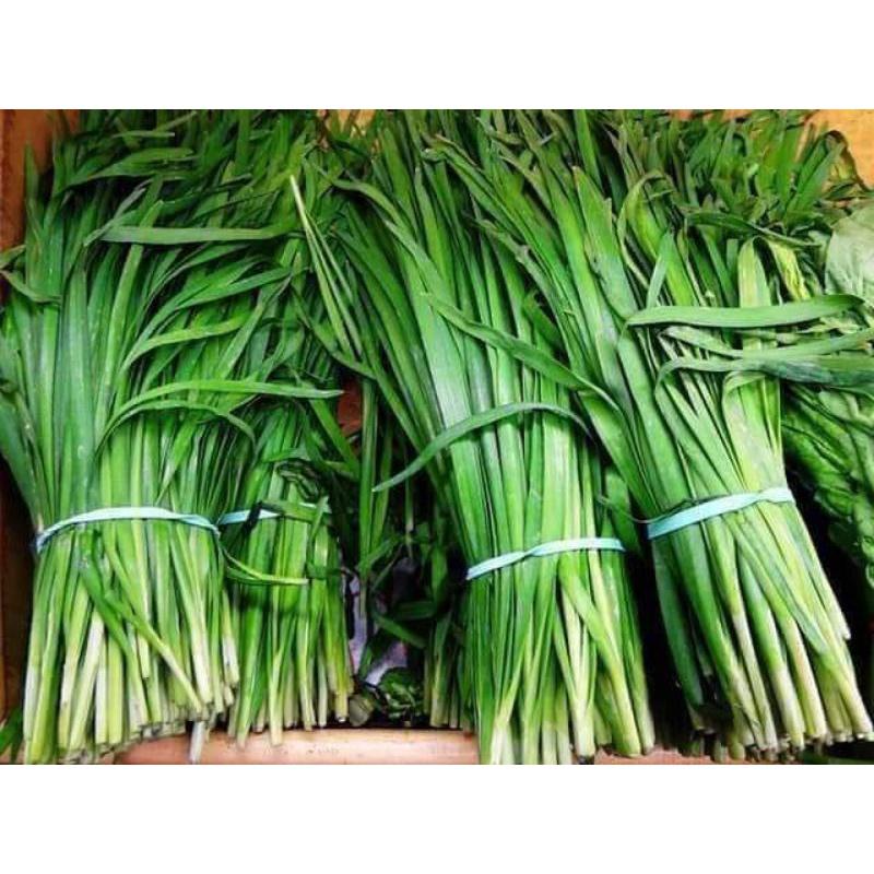 Hạt giống hẹ lá cao sản siêu năng suất Trang Nông 2g