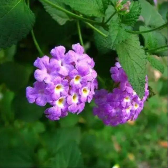 Cây hoa CÚC NGŨ SẮC TÍM RŨ - CÂY LỚN GỬI ĐI NGUYÊN BẦU