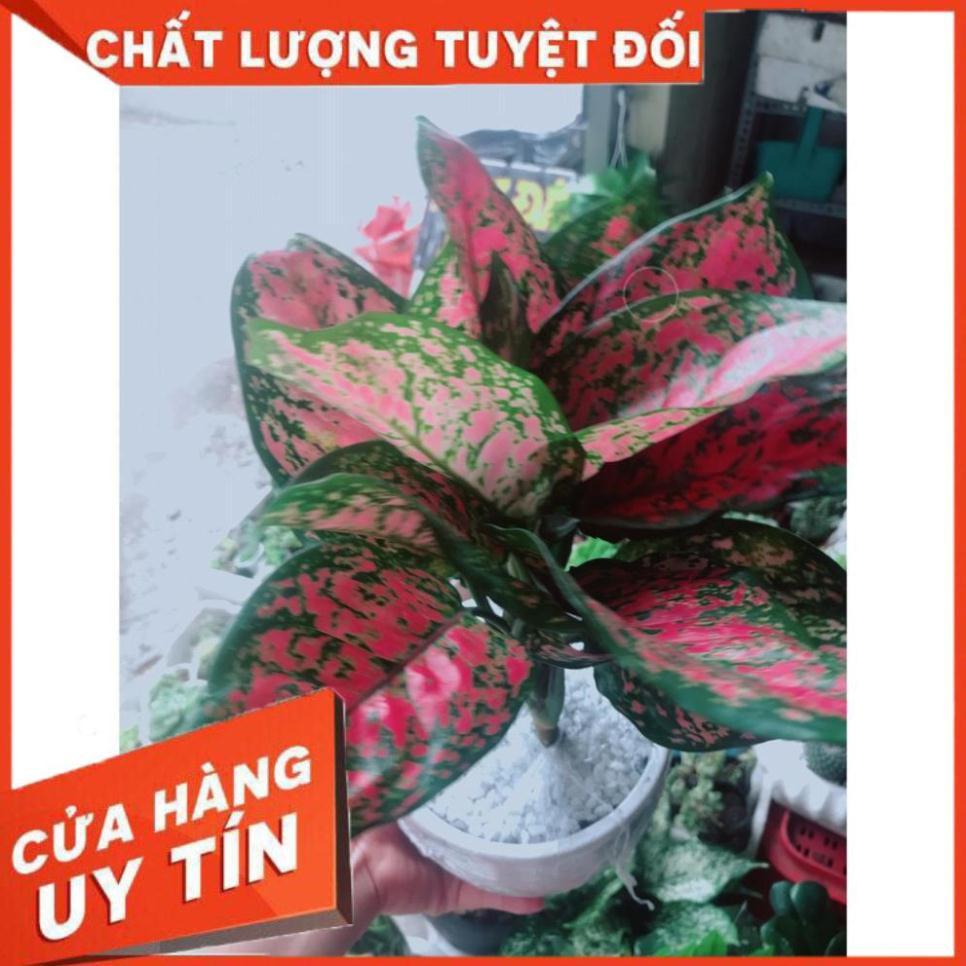 Chậu vạn lộc