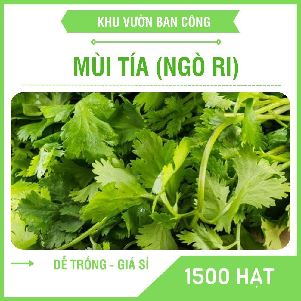 Hạt Giống Rau Mùi Tía Quy Cách 1500 / 100 Hạt - Khu Vườn Ban Công