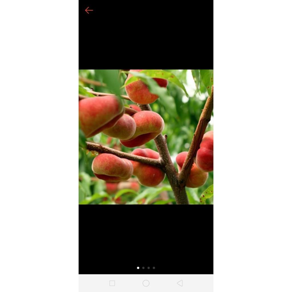 Cây Đào Dẹt Canada ...6 tháng cây cho trái