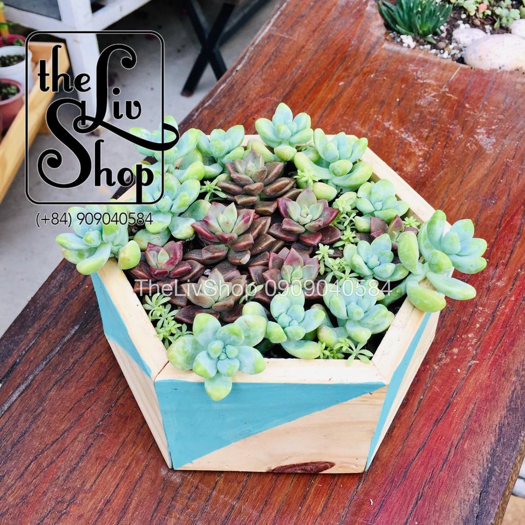 Chậu cây gỗ lục giác