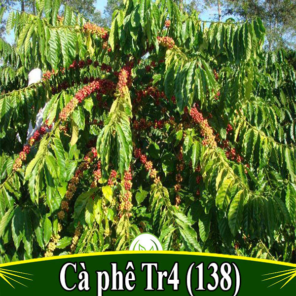 1 KG HẠT GIỐNG CÀ PHÊ VỐI CAO SẢN TR4 .