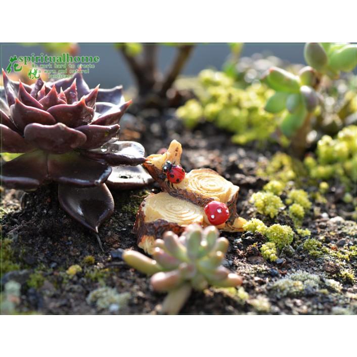 KHO-HN * Mô hình gốc cây với bọ rùa đỏ trang trí tiểu cảnh, dựng cảnh chụp, DIY