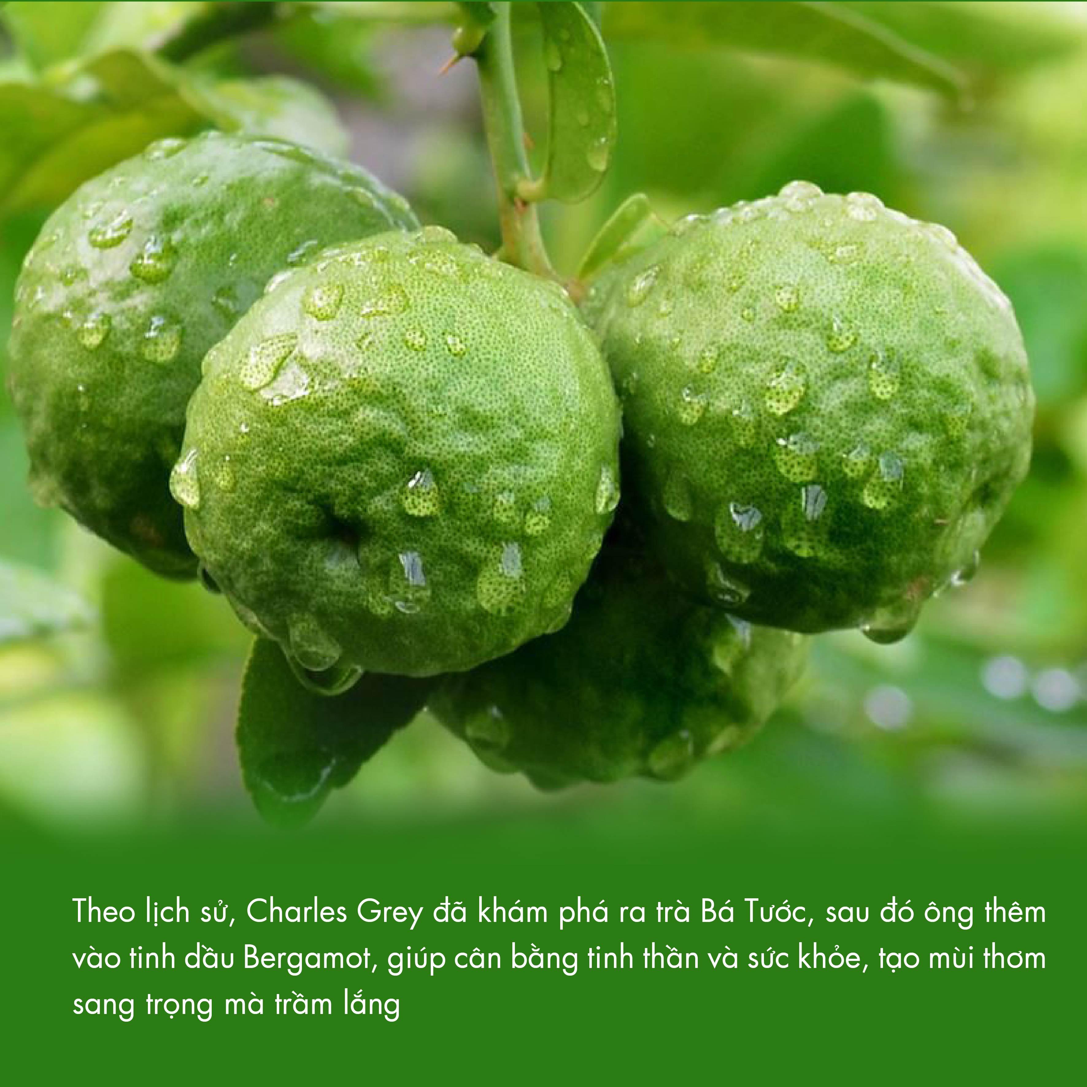 Trà Đen Bá Tước B252 Dotea 100g - 500g - Chát Nhẹ Ngọt Hậu Thơm Nồng Nàn Hương Vỏ Cam Bergamot