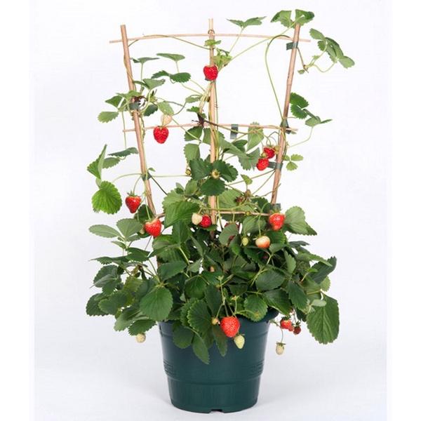 Hạt giống dâu tây đỏ leo giàn KNS3435 - Gói 50 hạt