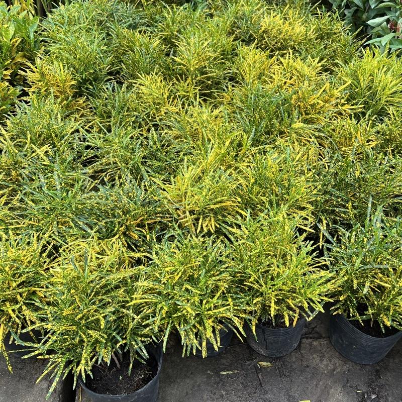 Cây cô tòng đuôi lươn cao 25-30cm, cây cảnh trang trang trí quán cà phê, ban công, sân vườn và ven tường