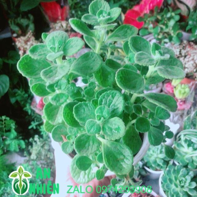 Sen Nhất Mạc Hương