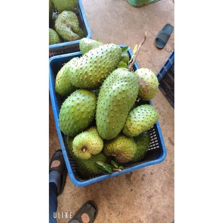 Cây giống mãng cầu xiêm mã lai