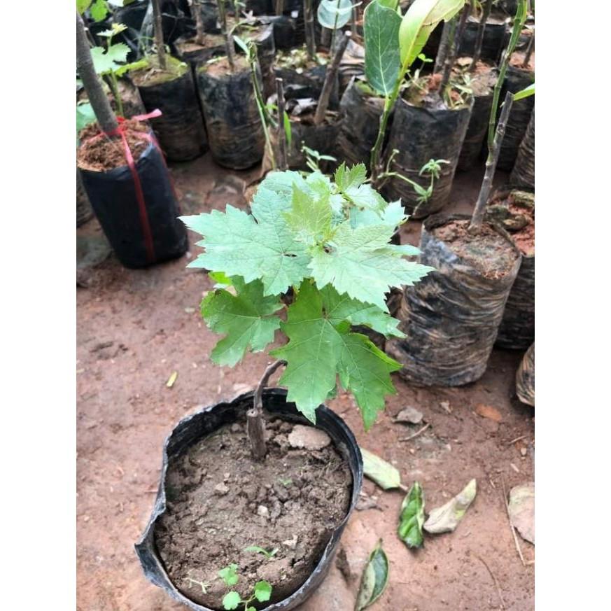 Combo 2 cây nho ngón tay