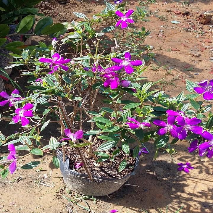 CHẬU HOA MUA TÍM THÁI LAN