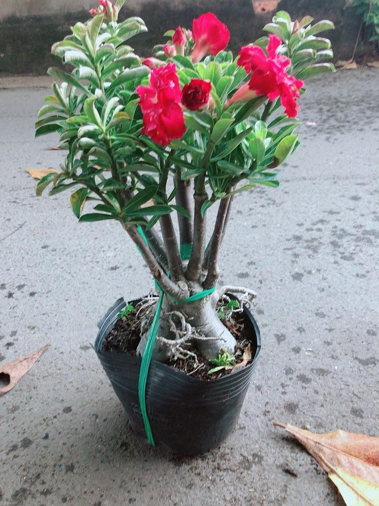 Cây Sứ Thái