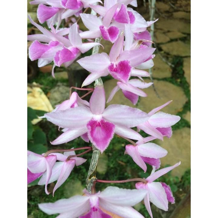 Combo 2 cốc hoa phong lan - giả hạc châu như