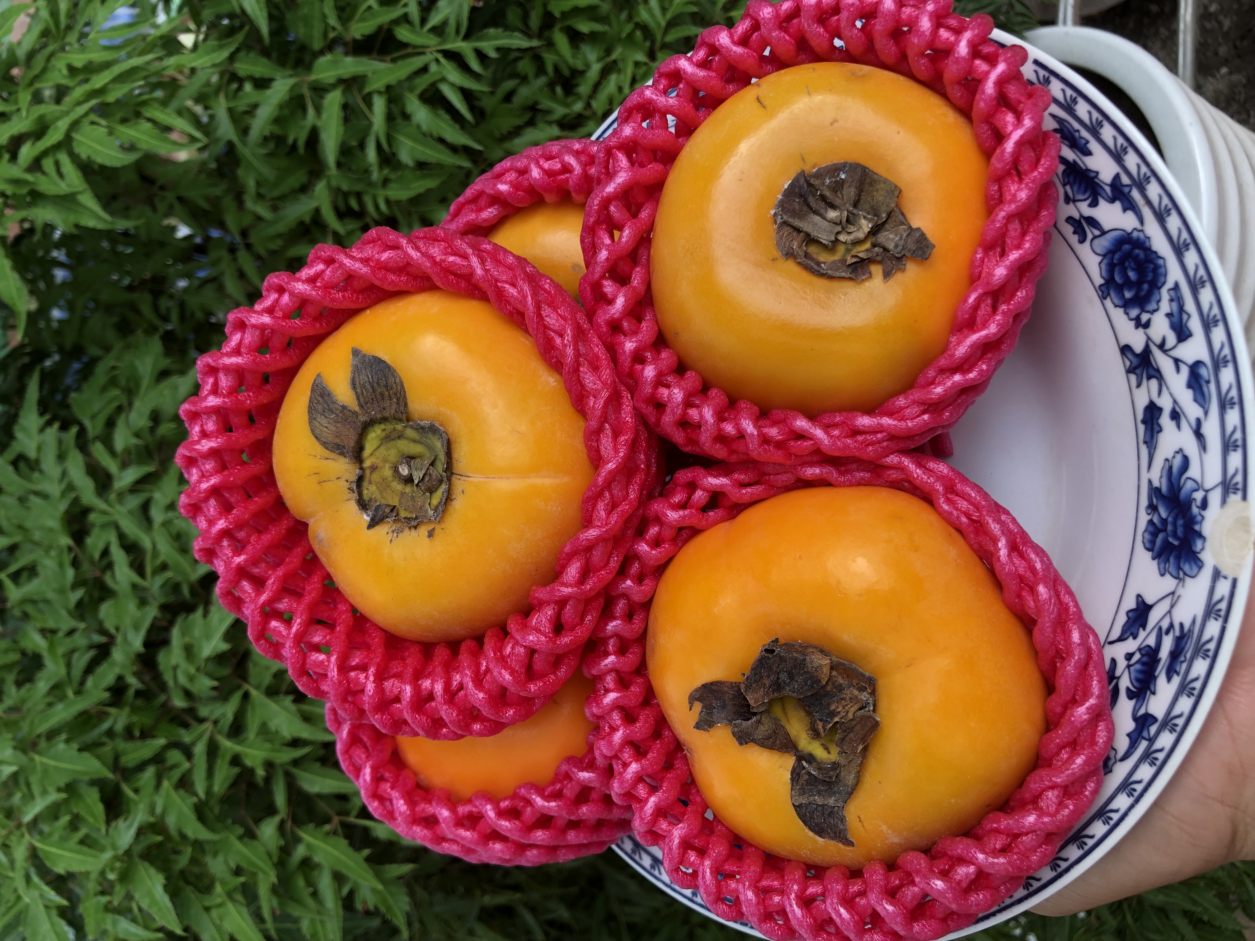 1kg xôp na 20 cm vàng dùng bao bưởi bao đu đủ