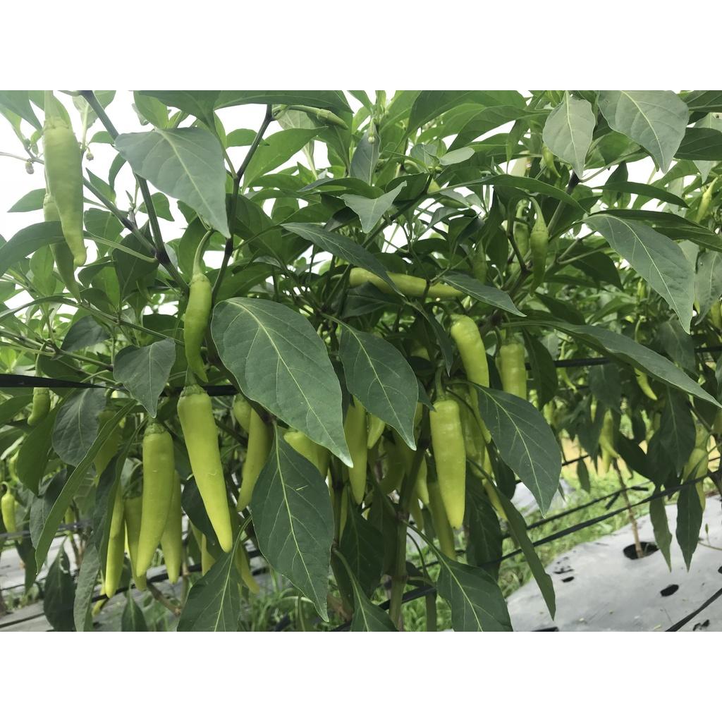 Hạt Giống Ớt Sừng Vàng Lai F1 - AGRI AFRICA 207 -