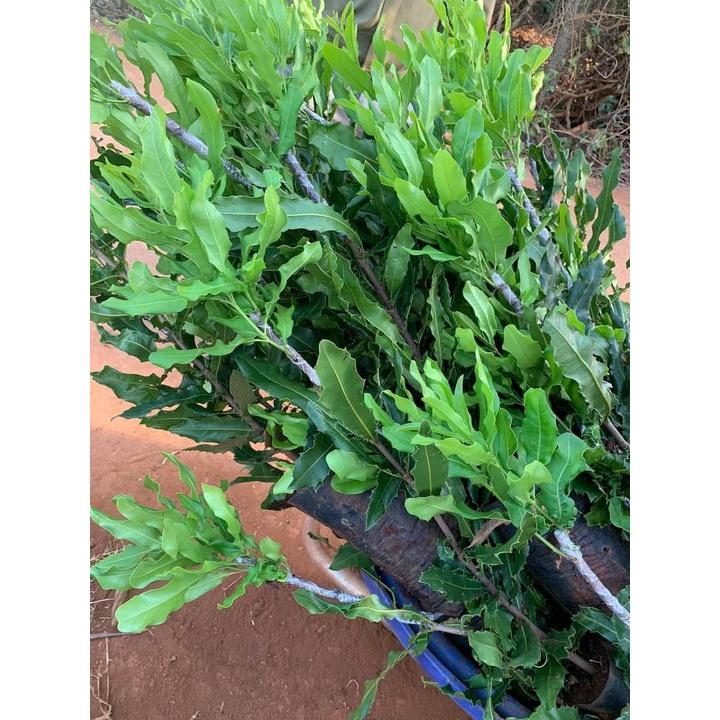 Cây giống MẮC CA OC ghép . ()