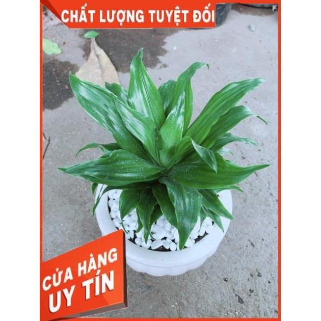 Chậu Phát Tài