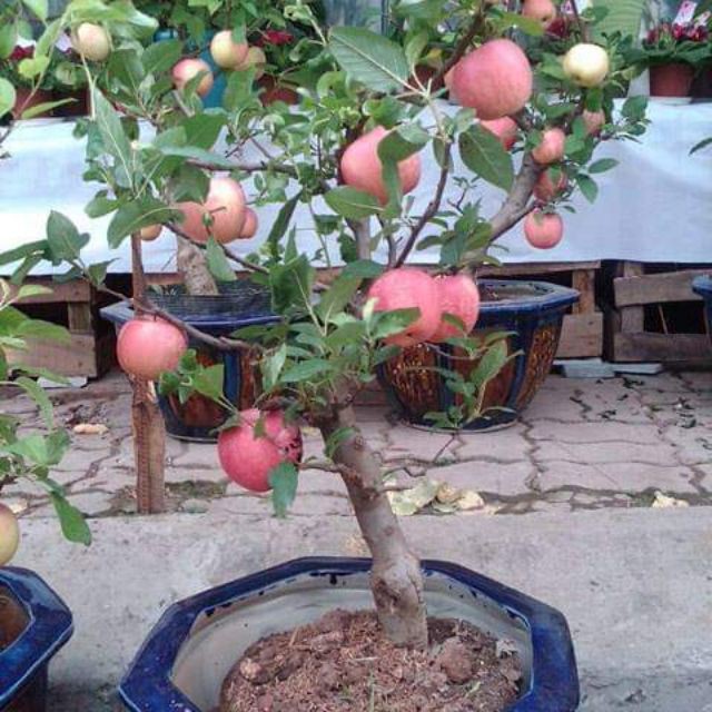 Giống Táo Đỏ Lùn F1