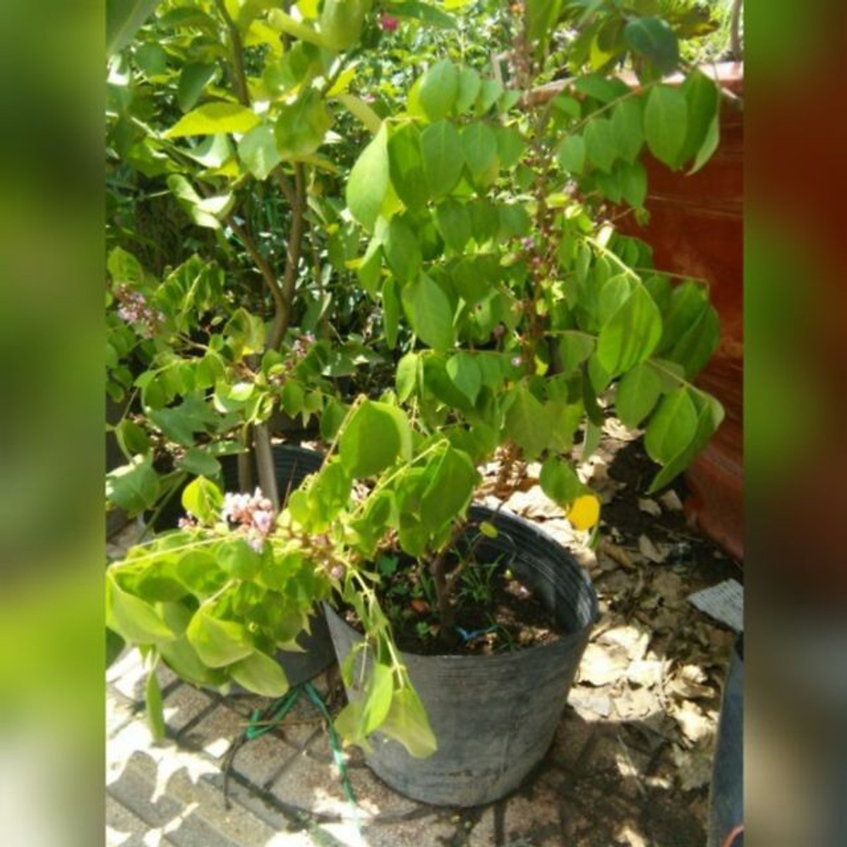 Cây giống khế ngọt
