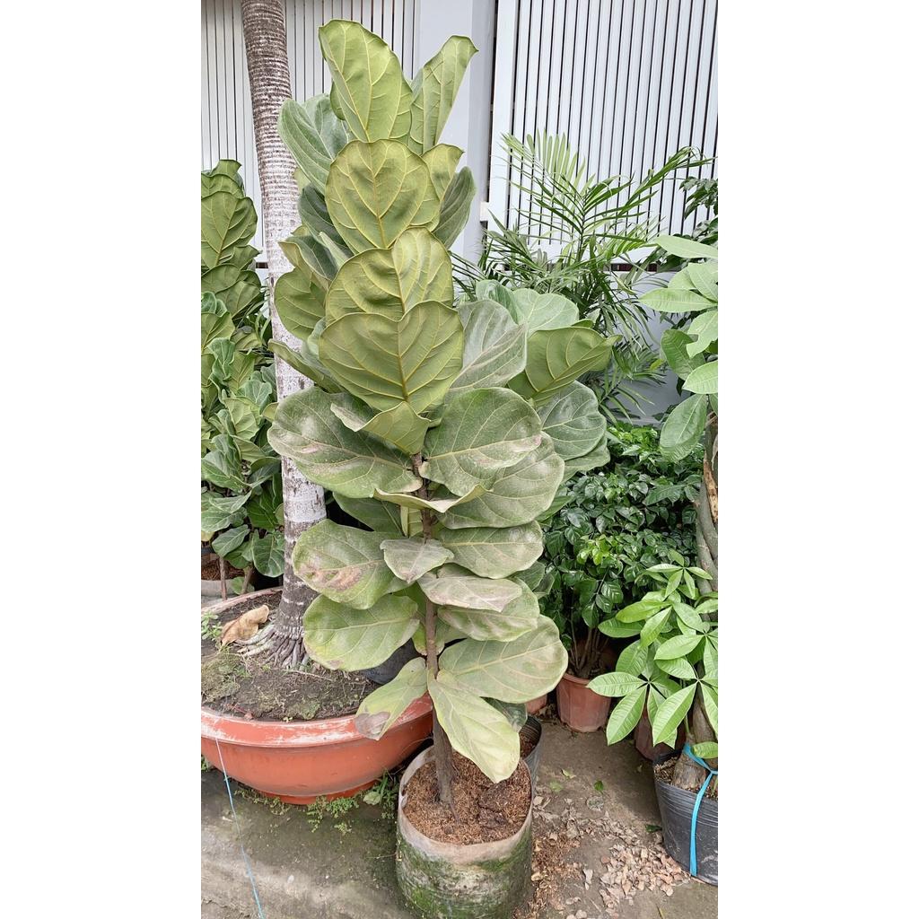 Bàng Singapore Lớn