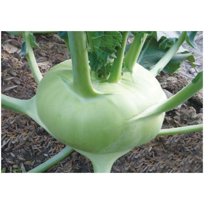 Phân bón sinh học Kelpit Australia . 100% Rong biển, mát cây, tốt rễ, bung chồi