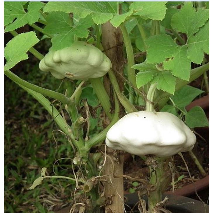 Hạt Giống Bí Đĩa Bay nhiều màu -gói 10 Hạt