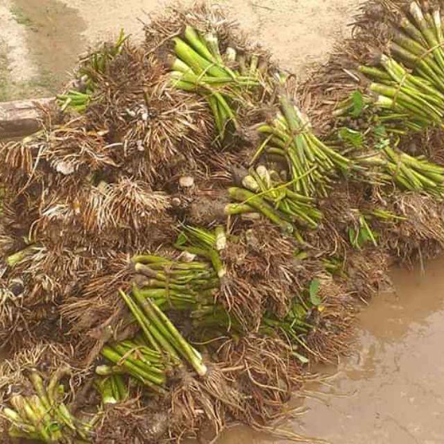 Cây giống khoai ngó ngọt thái lan không ngứa sai ngó dễ trồng