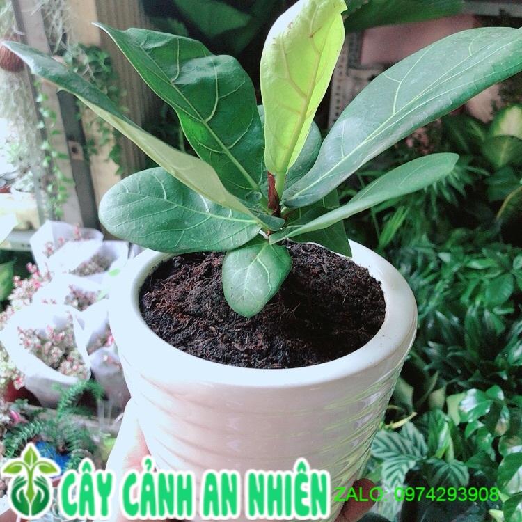 Chậu Cây Bàng Singapore