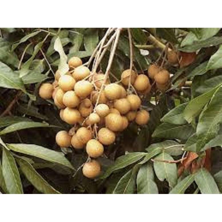 CÂY GIỐNG NHÃN KHÔNG HẠT THÁI LAN SIÊU NGON SIÊU QUẢ- CAM KÊT GIỐNG CHUẨN F1