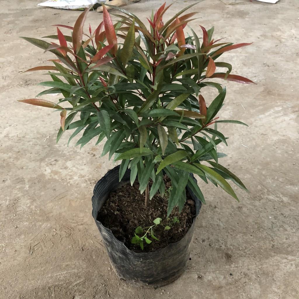Cây hồng lộc, chiều cao 40-50cm tán sum suê lá non màu đỏ tươi dễ chăm sóc cắt tỉa, thích hợp trang trí cảnh quan
