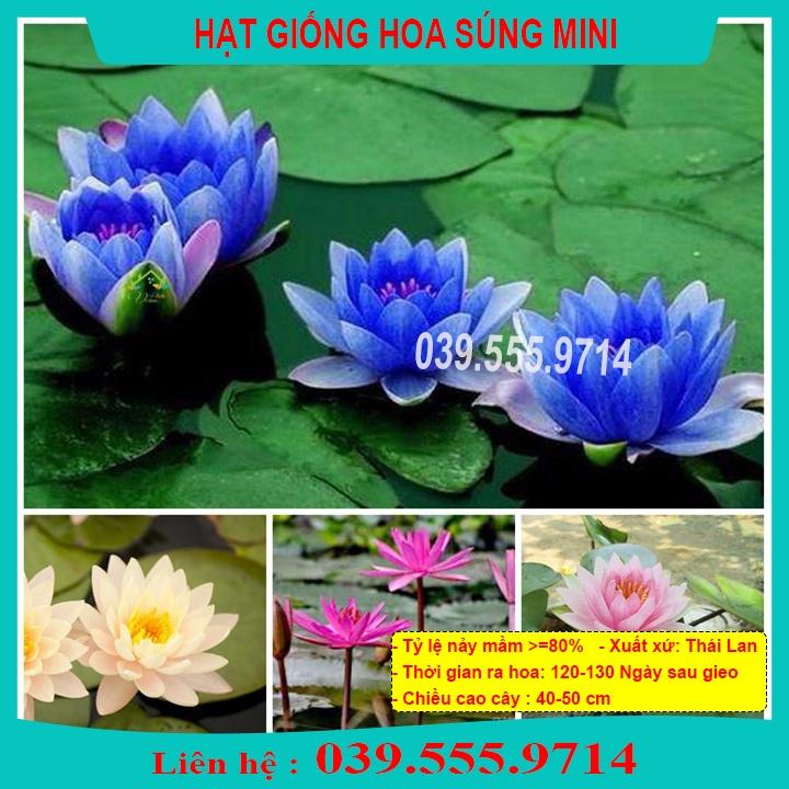 HẠT GIỐNG HOA S ÚNG THÁI MINI - HOA TRỒNG CHẬU