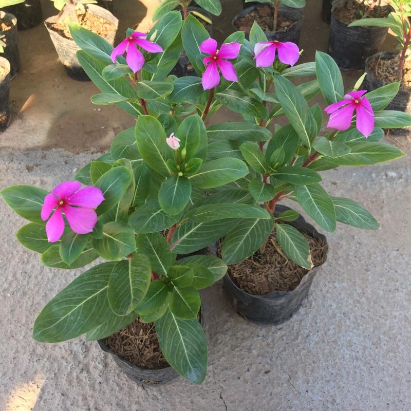 Hoa Dừa Cạn cây phát triển quanh năm đã có hoa và nụ