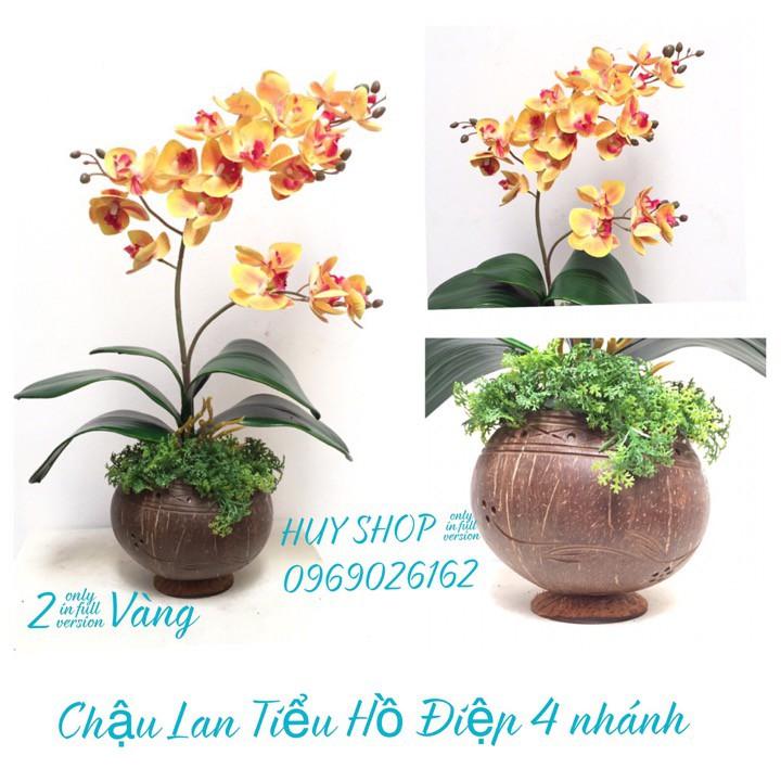 HOA LAN NHÂN TẠO - CHẬU GÁO DỪA HOA LAN TIỂU HỒ ĐIỆP 4 NHÁNH
