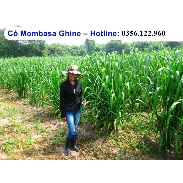 200g Hạt giống cỏ xả lá lớn mobasa ghine - gieo khoảng 150-160m2