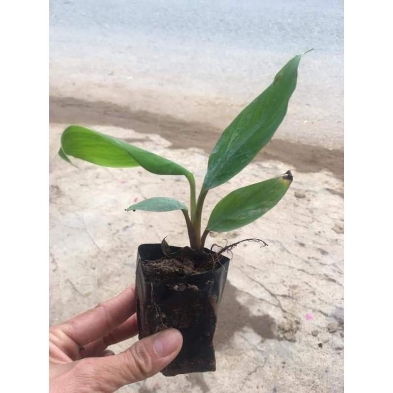 Cây giống chuối đỏ
