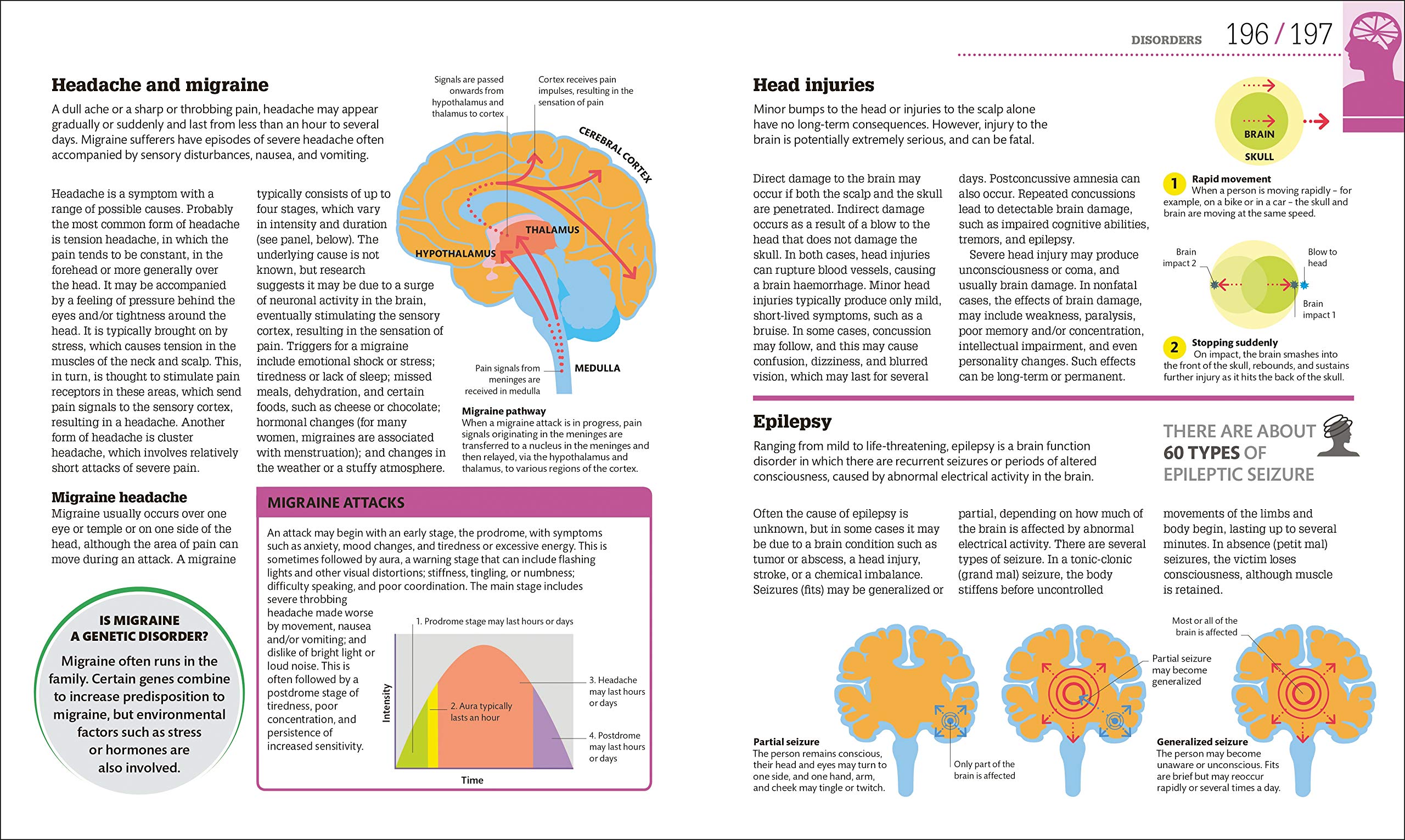 How The Brain Works: The Facts Visually Explained (How It Works)