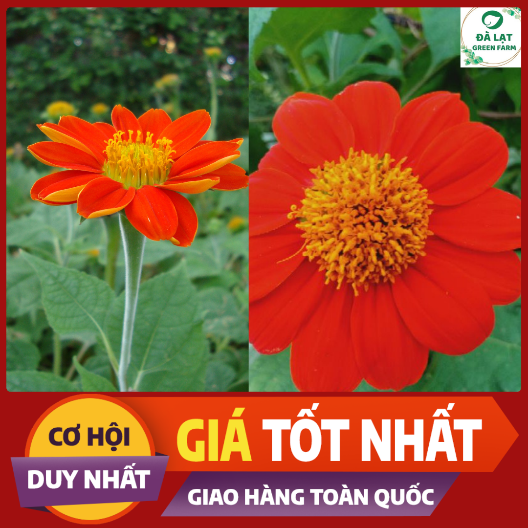 50H- Hạt giống hoa Cúc Sơn Quỳ (Dã Quỳ Đỏ)