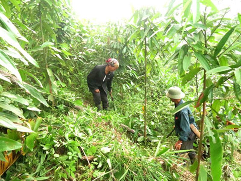 Cây Quế giống, giống quế cực thơm, quế làm tinh dầu