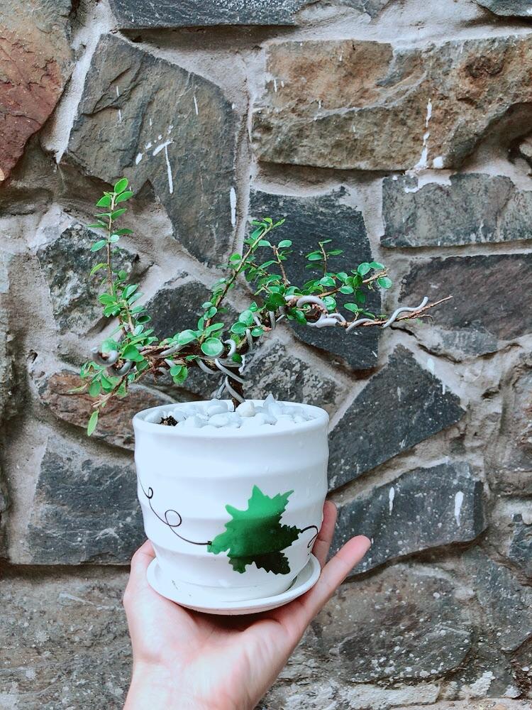 Chậu Cây Sam Núi