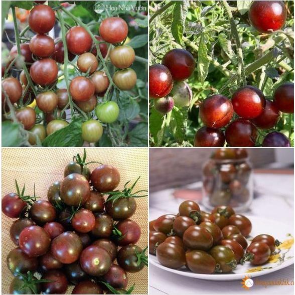 Combo 2 gói Hạt giống cà chua socola chùm dể trồng f1- gói 20 hạt-tặng kèm gói phân bón lót