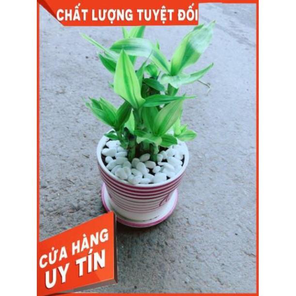 Chậu Trúc Phát Tài