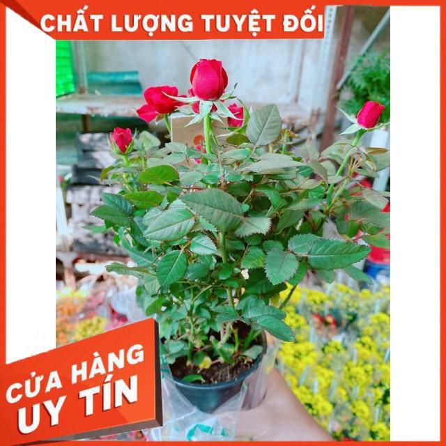 Hoa hồng đà lạt màu đỏ