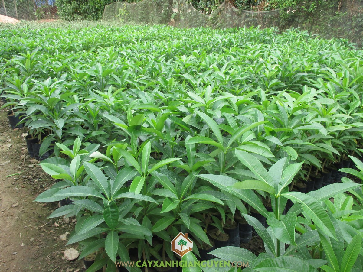 Giống CÂY GIỐNG HOA SỮA