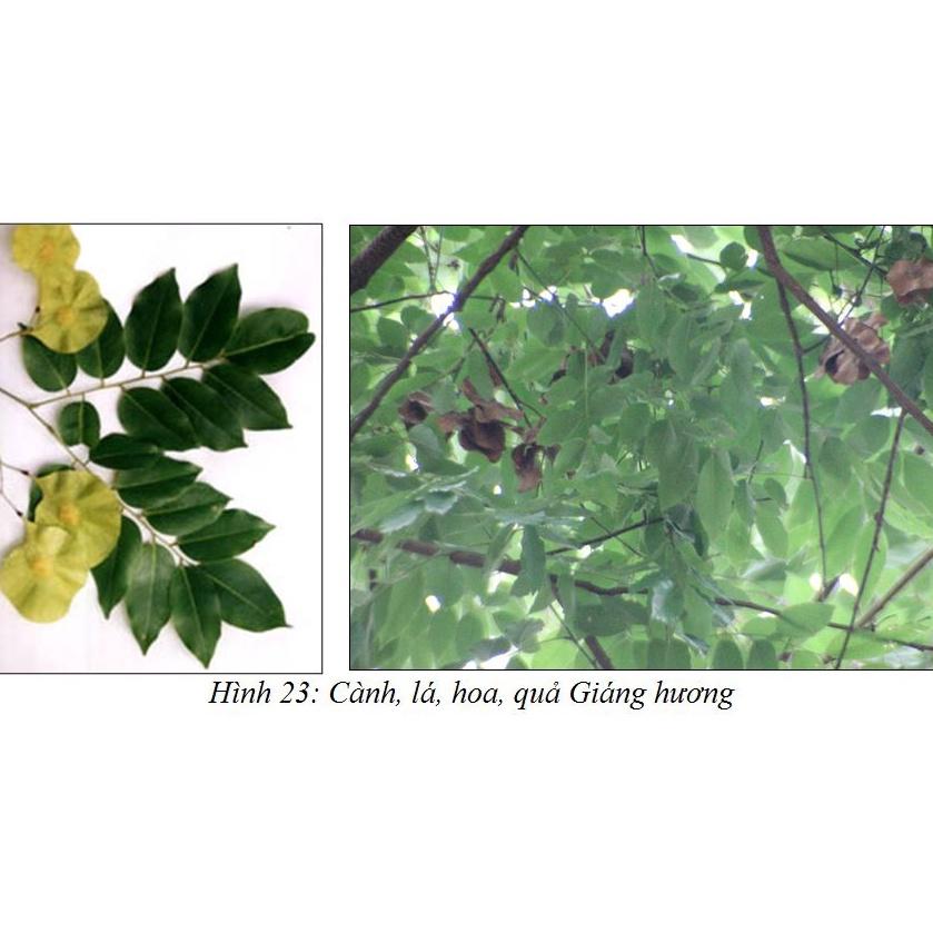 50 gram hạt giống giáng hương