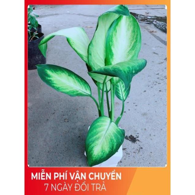 Chậu Vạn Niên Thanh