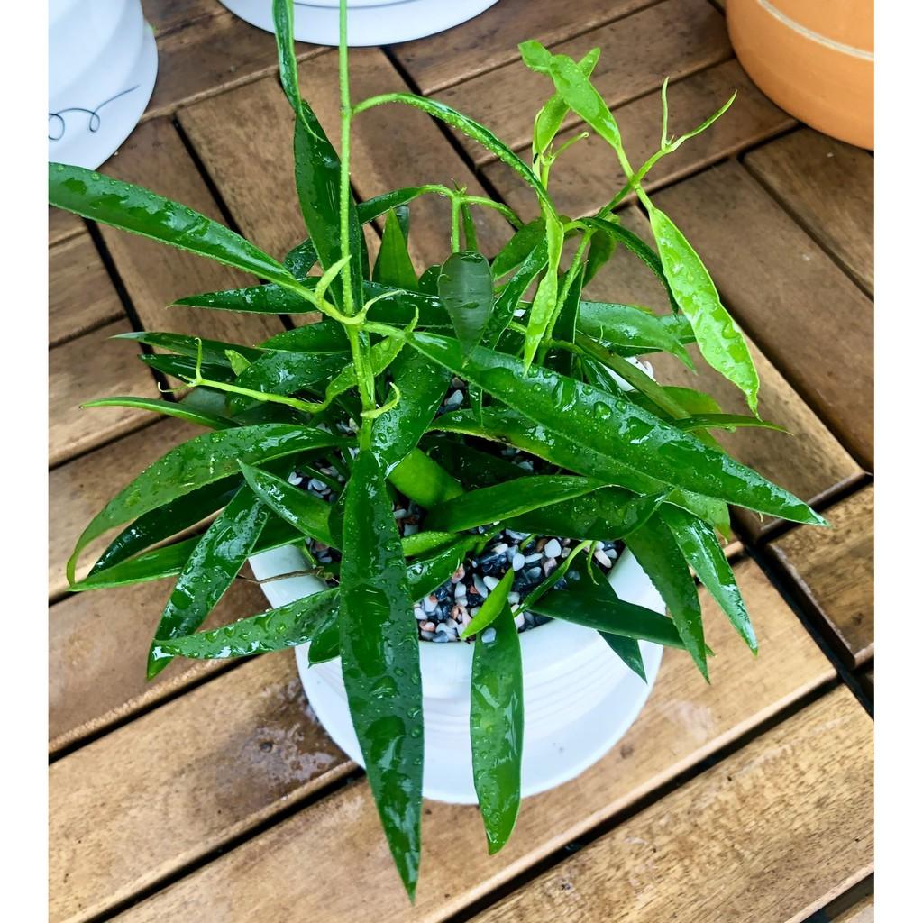 Chậu sứ cây trúc leo
