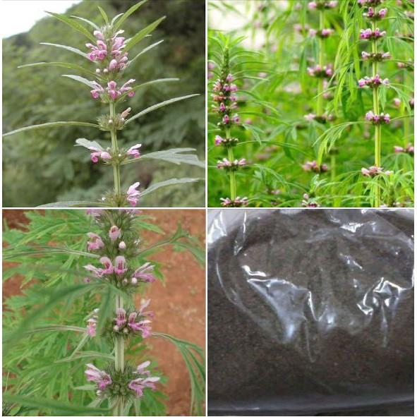 Hạt giống cây Ích mẫu -  50 hạt/gói