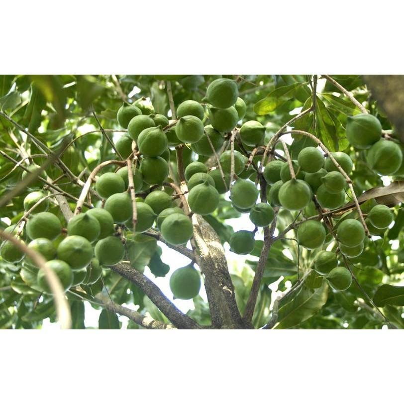 Cây giống Mắc Ca ghép.