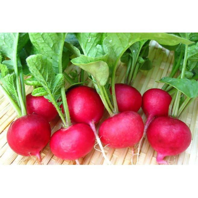 Hạt giống Củ cải đỏ